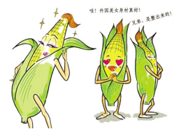 轉(zhuǎn)基因玉米 轉(zhuǎn)基因玉米