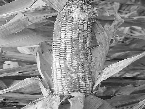 真菌毒素圖片 真菌毒素圖片