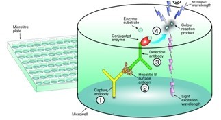 酶聯(lián)免疫分析方法 酶聯(lián)免疫分析方法