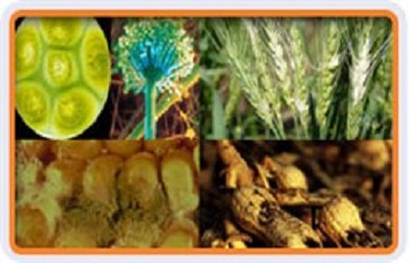 真菌毒素 真菌毒素