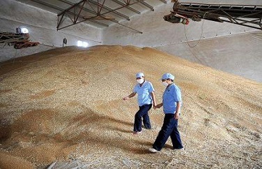 糧食嘔吐毒素 糧食嘔吐毒素