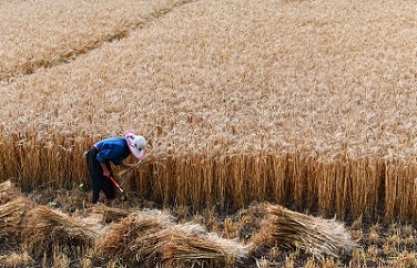 糧食嘔吐毒素 糧食嘔吐毒素