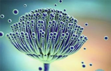 真菌毒素 真菌毒素